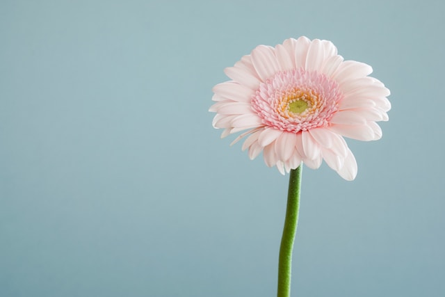 landscape flower