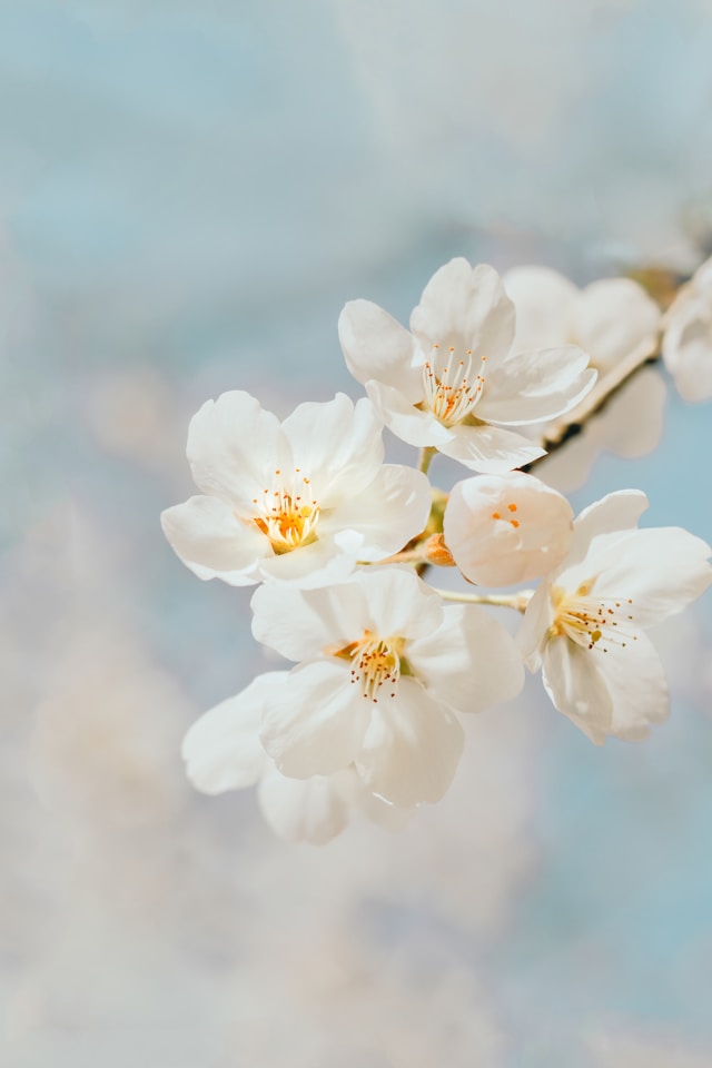 portrait flower