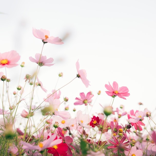 square flower